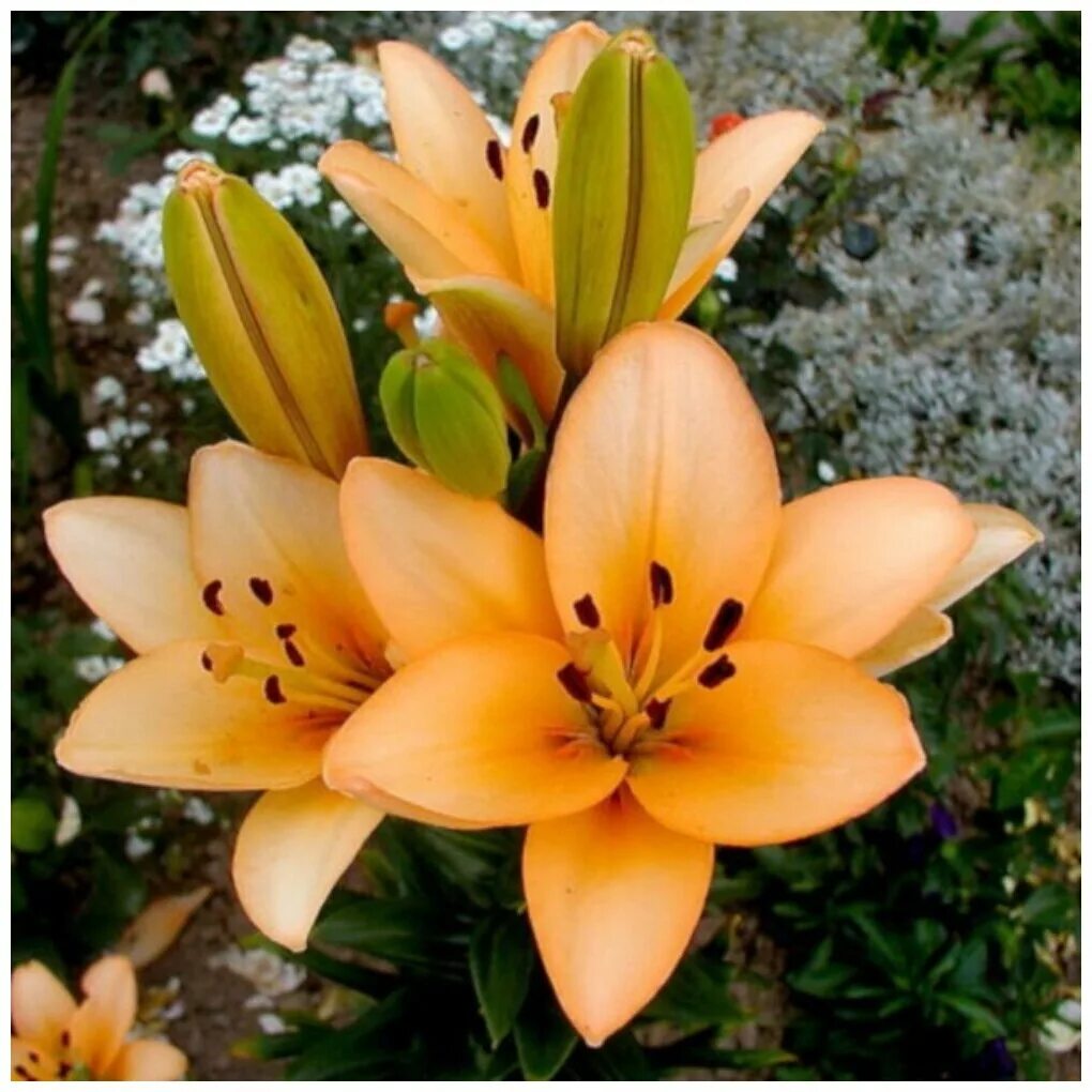 ла гибриды описание. лилия боллрум (ла-гибрид). лилия ла гибрид минноу. лилия бестселлер (ла-гибрид). лилия коголето ла-гибрид.