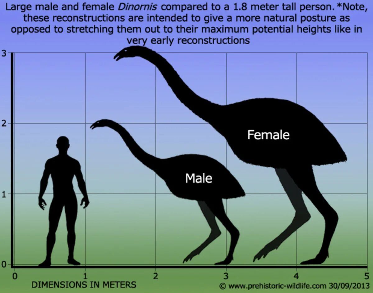 Размеры птиц сравнение. Динорнисы и МОА. Dinornis robustus. МОА И человек. Птица МОА.