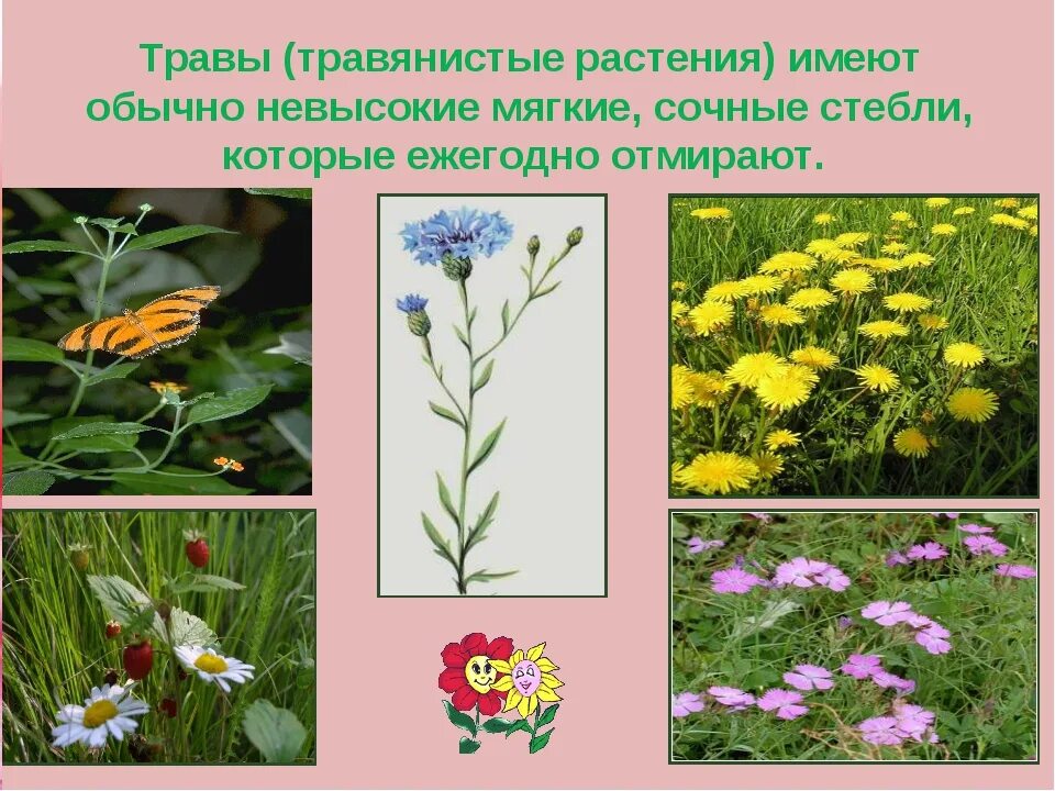 Дикорастущие и культурные растения. Травы примеры 2. Лекарственные растения подорожник мать мачеха. Травянистые растения названия. Травянистые растения названия.