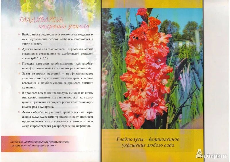 Гладиолус рассказ для 2 класса окружающий. Гладиолус рассказ для 2 класса окружающий