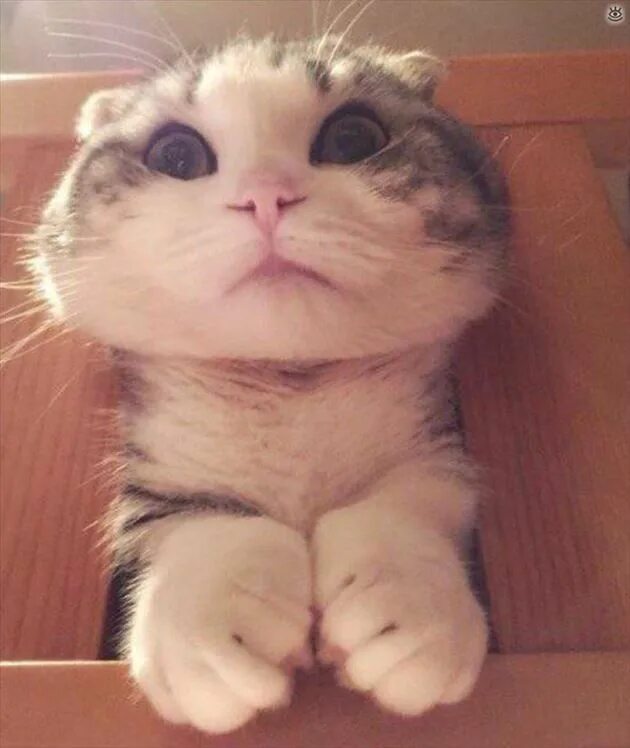 Самых смешных кошечек