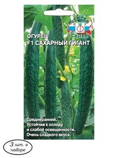 Сахарный огурец