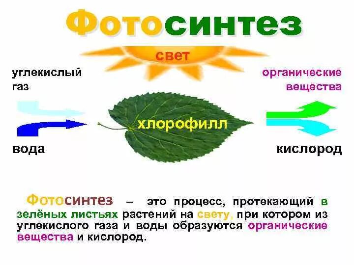 Рисунок фотосинтеза 5 класс биология. Фотосинтез растений 6 класс схема листика. Что такое фотосинтез листа в биологии. Рисунок фотосинтеза 6 класс биология. Вода выделяется при фотосинтезе