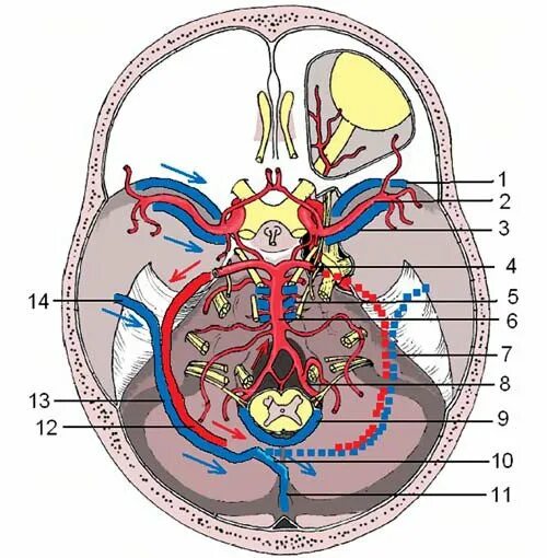 Артерии и вены головного мозга. Предстательное венозное сплетение. Венозные сплетения головного мозга. Венозное сплетение простаты. Венозная дисциркуляция головного мозга