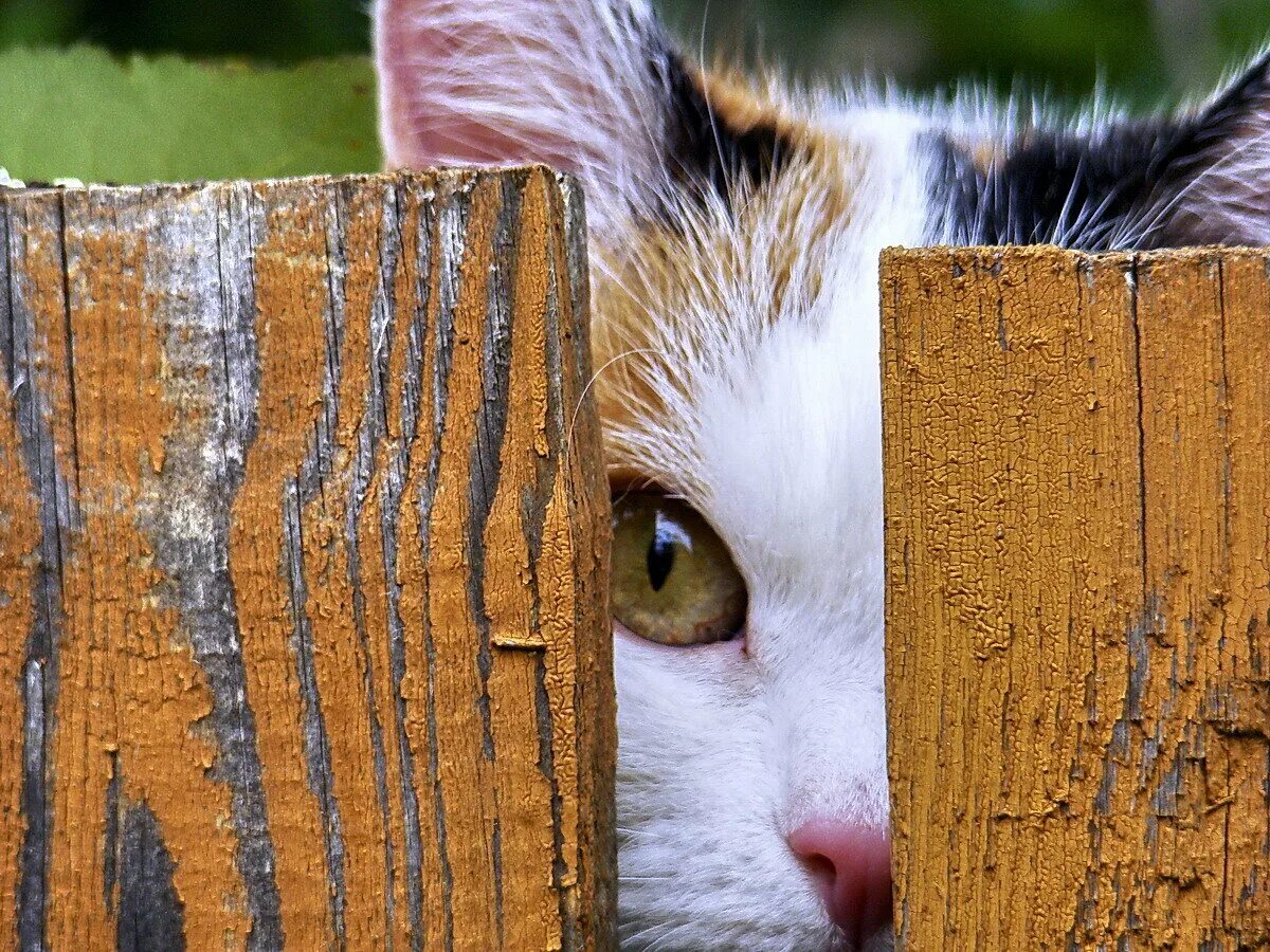 Кошка выглядывает. Кошка за забором. Котики выглядывают из за забора.