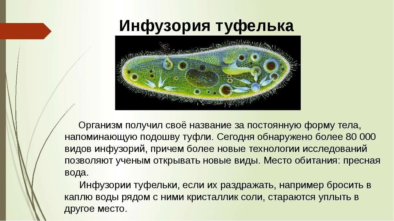 Тип инфузории строение. Биология 5 класс инфузория туфелька строение. Инфузория туфелька форма тела 7 класс. Движение инфузории туфельки 7 класс. Инфузория туфелька среда обитания