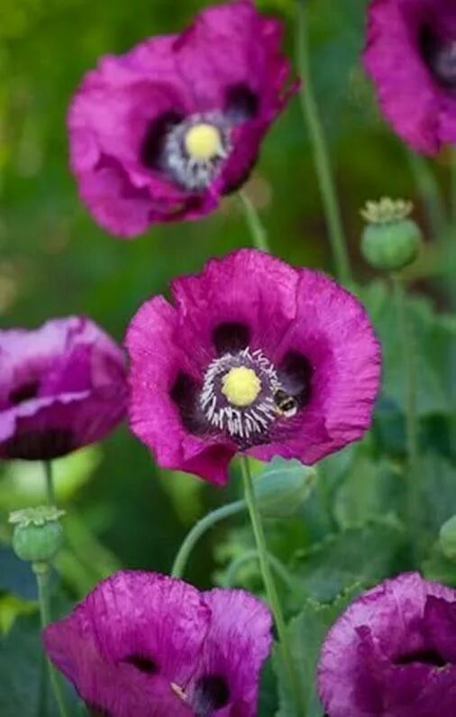 Мак разных цветов. Папавер цветок. мак papaver purple ball. фиолетовые маки. сиреневый мак.