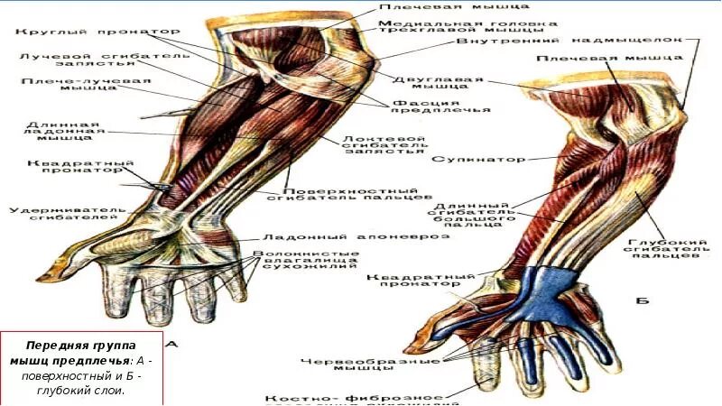 Предплечье окружающий мир 4 класс. Синовиальные влагалища мышц предплечья. Мышцы предплечья анатомия передняя группа. Синовиальные влагалища сухожилий мышц кисти. Мышцы предплечья передняя группа поверхностный слой.