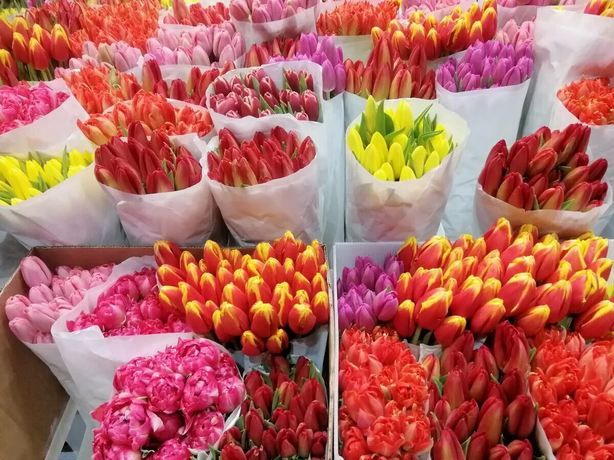 Тюльпаны в магазине. Тюльпан клусиан. Рыбное рязанской области купить оптом тюльпаны. Тюльпаны оптом волгоград. Тюльпаны на рынке.
