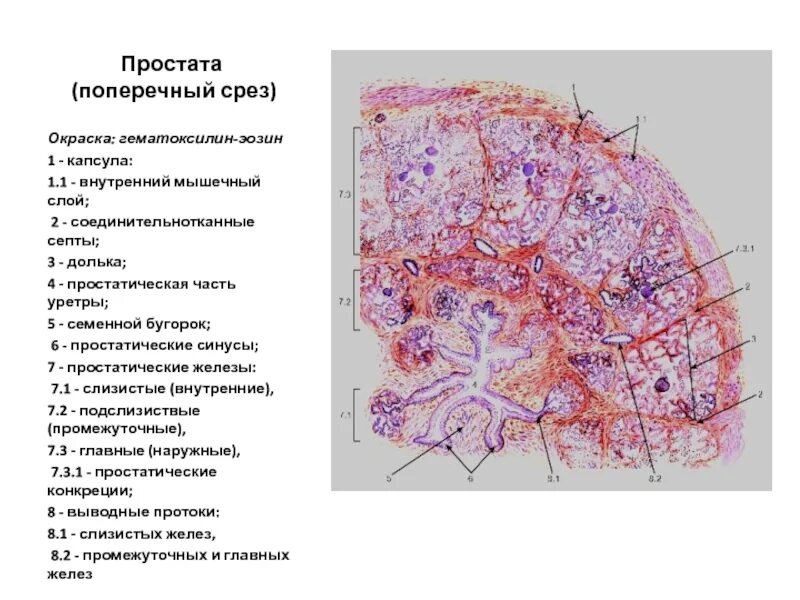 Капсула предстательной железы. Схема окраски гистологических препаратов гематоксилин-эозином. Строение предстательной железы гистология. Окраска гематоксилин-эозином в гистологии. Простата поперечный срез гистология.