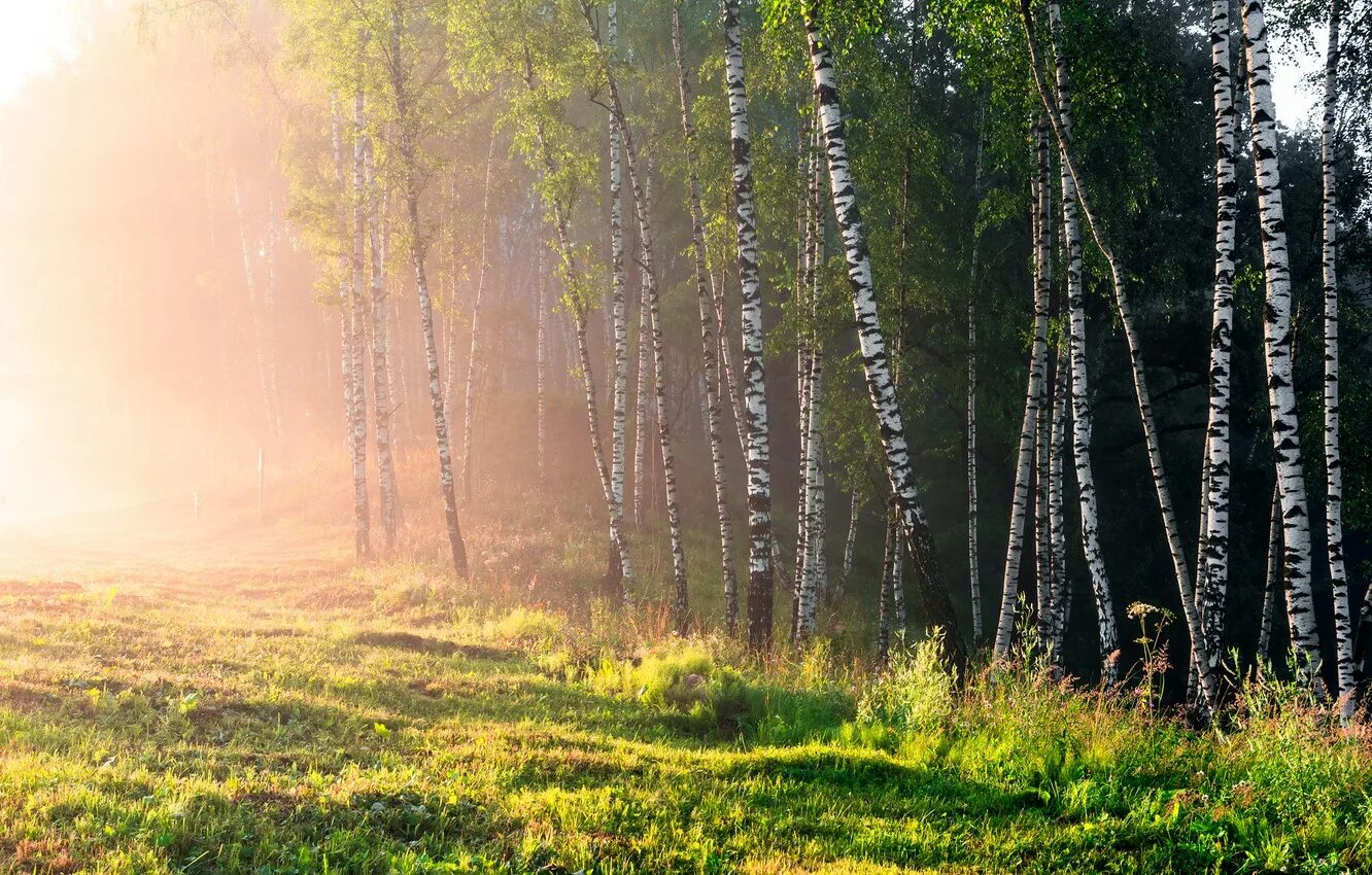Утро начинается с леса. Природа березы. березы утро. березовый лес. рассвет березы.