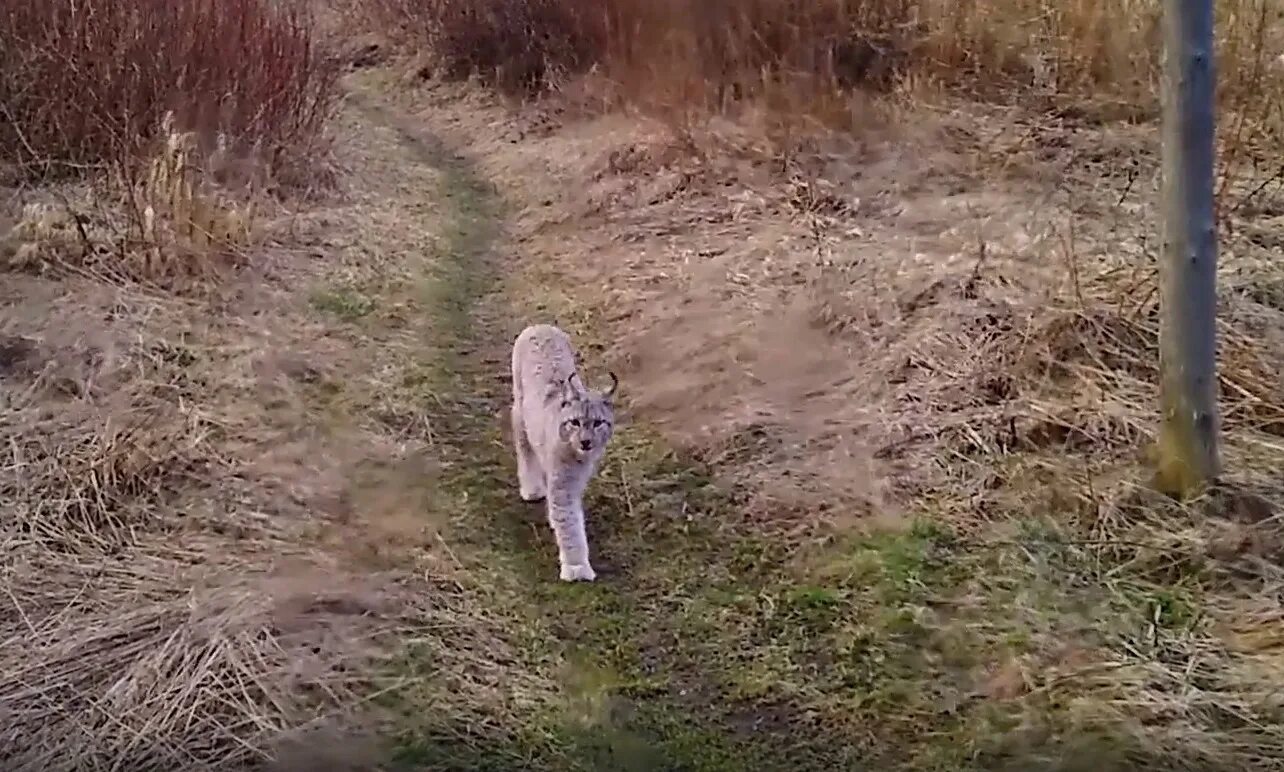 Логово рыси. Рысь вышла к людям. Рысь кроноцкий заповедник. Рысь с добычей. Костромская рысь.