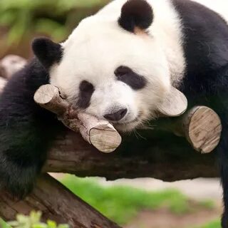Pandas def