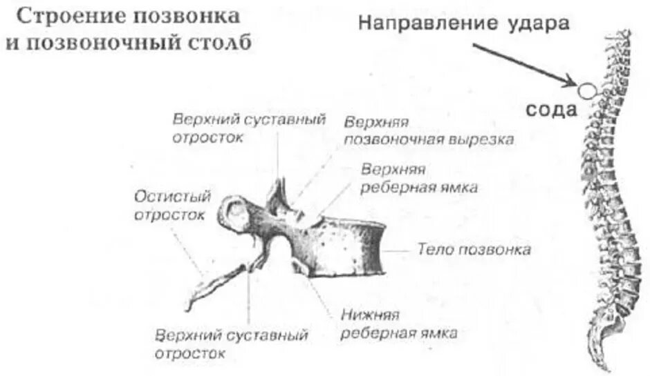 Строение позвоночного столба анатомия. Позвоночный столб и строение позвонка. Строение позвонков разных отделов позвоночника. Позвоночник анатомия человека рисунок с подписями.