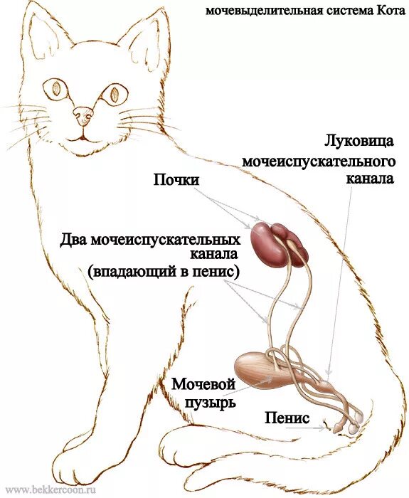 Исследование мочеполовой системы домашним животным на дому