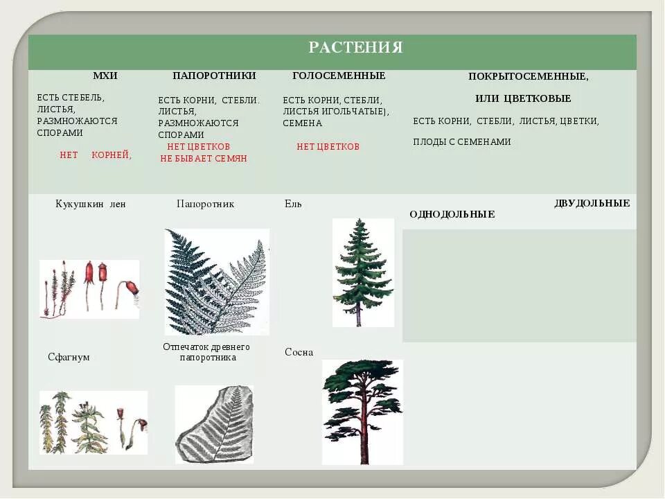 Подпишите их названия плауновые однодольные двудольные хвойные. Хвойные Однодольные или двудольные. Хвойные однодомные двудольные. Сосна это однодольное или двудольное растение. Цветковые это Голосеменные или Покрытосеменные.