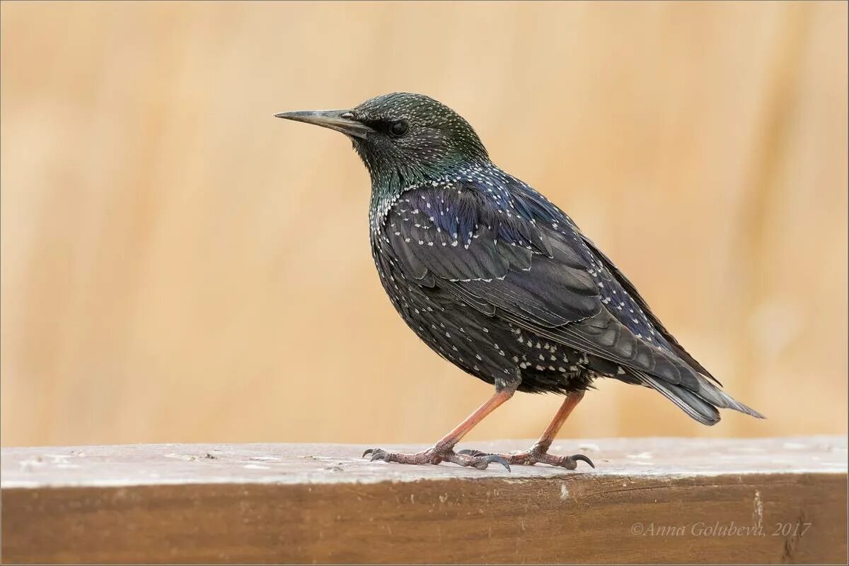 какой клюв у скворца. желтогрудый скворец. клюв скворца. обыкновенный скворец скворцы. старлинг скворец.