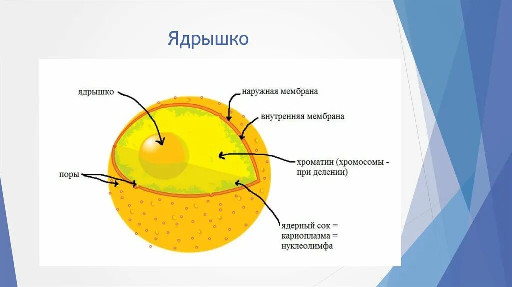 Ядрышко клетки. Структура ядра эукариотической клетки. Ядрышко рисунок и функции. Ядрышко является производным. Что образуется в ядрышке.
