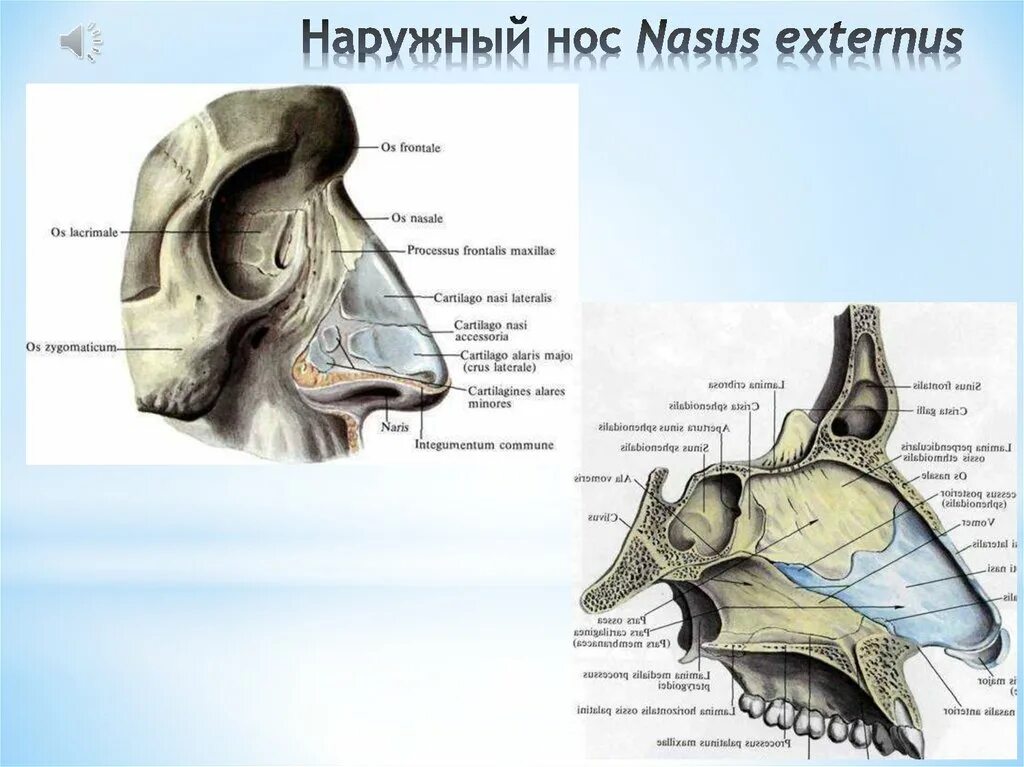 Строение наружного носа. Кости носа анатомия человека. Наружный нос анатомия строение. Строение костей носа с хрящами. Строение носа сбоку.