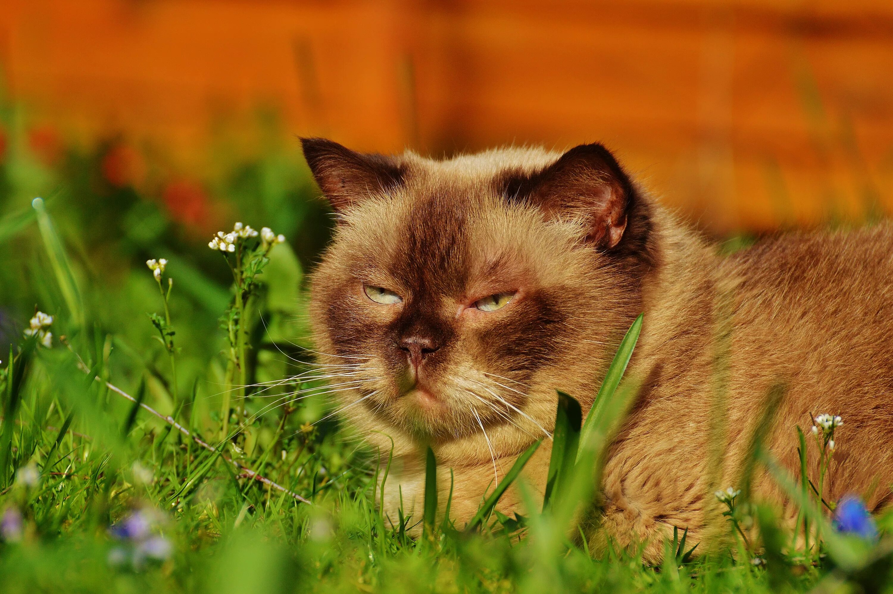 Котик летом. Летние коты. кошки летом. июньский кот. котенок и лето.