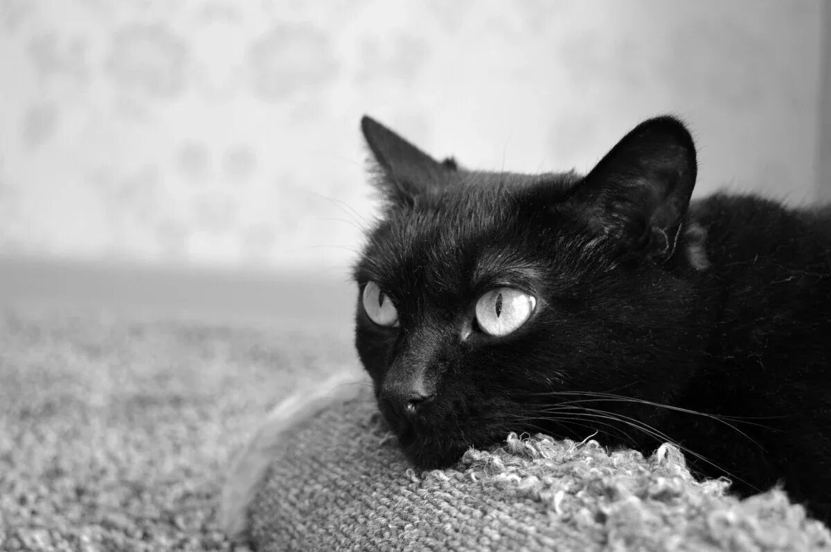 Бомбейская кошка. Чёрный кот. Черные коты. Красивый черный кот. Черные кошки 10