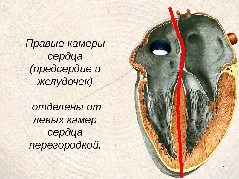 Где предсердие. Сердце правое предсердие и правый желудочек. Левое предсердие правый желудочек. Левый и правый желудочек сердца. Сердце прав предсердие.