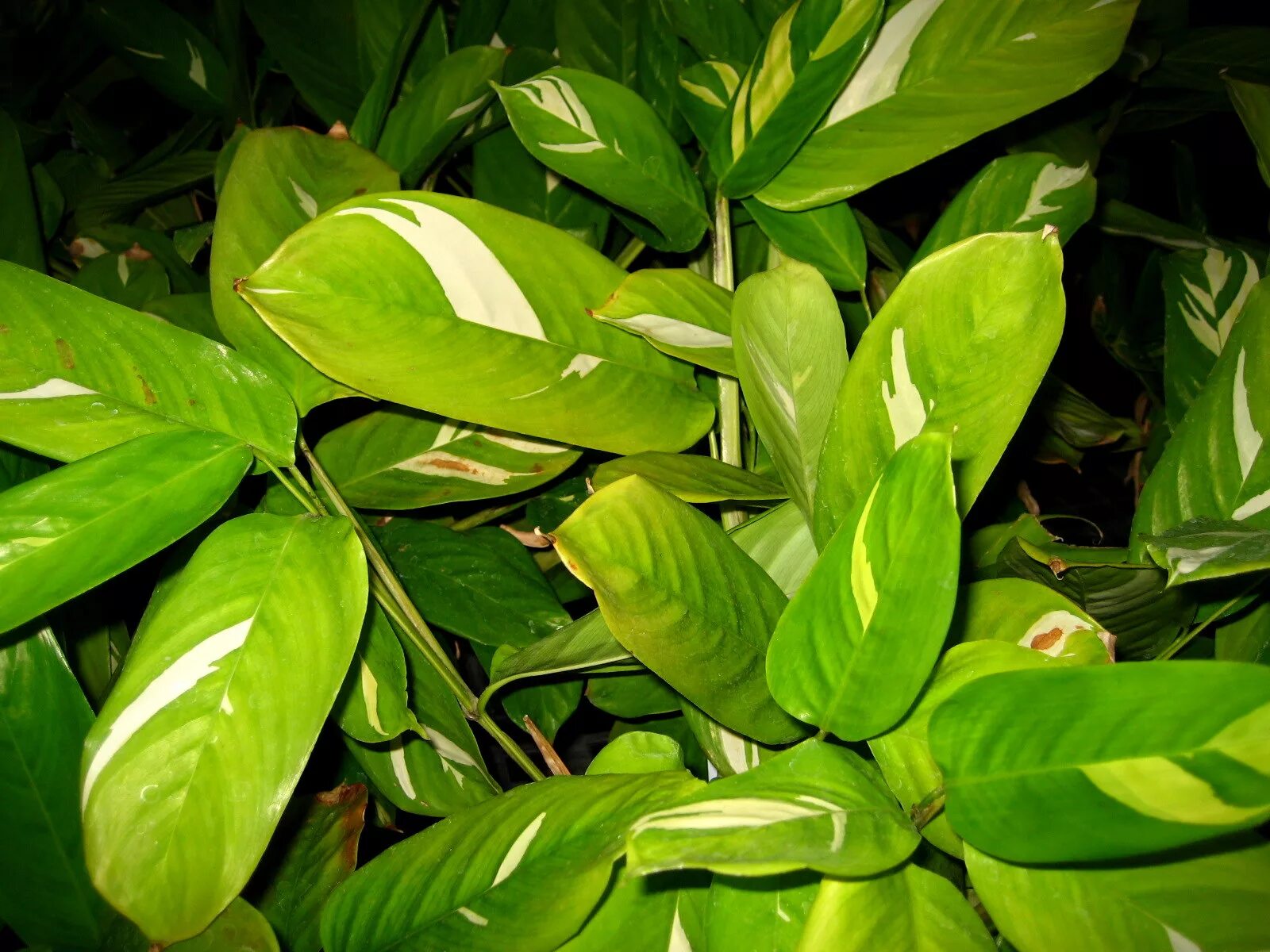 фикус дельтовидный разнолистный. растения с овальными листьями. растения с овальными листьями. фикус бенджамина каучуконосный. растения с овальными листьями.