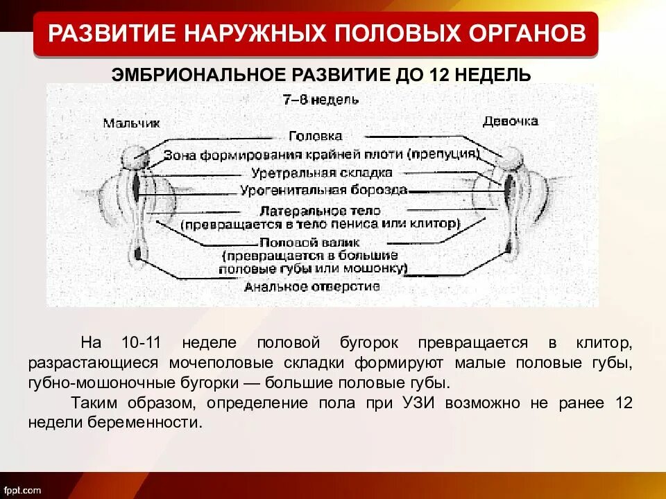 Женские малые половые губы. Строение внешних половых органов девочки. Аномалии развития половых губ. Формирование наружных пол.органов. Наружные половые органы схема.