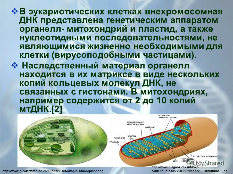 Генетический аппарат клетки растения. Генетический аппарат эукариотической клетки. Строение митохондрий и пластид. Наследственный аппарат клетки. Генетический материал эукариотической клетки.