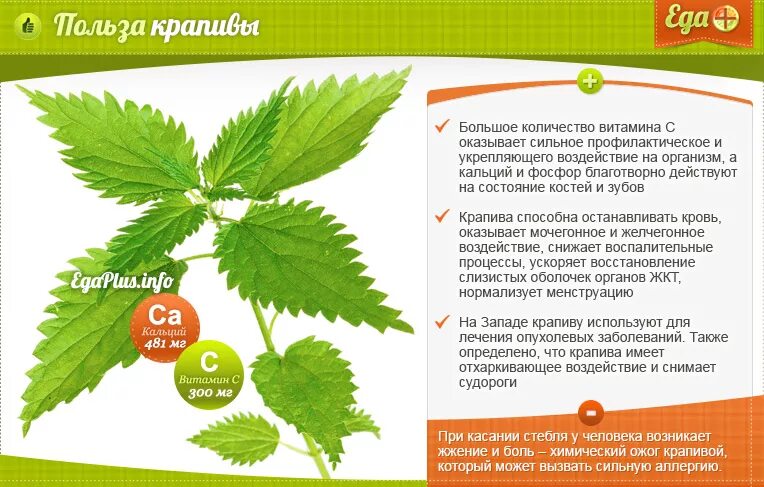 Как действует крапива. Полезное растение крапива. полезные свойствакрап вы. полезные свойства крапивы. крапива польза и вред.