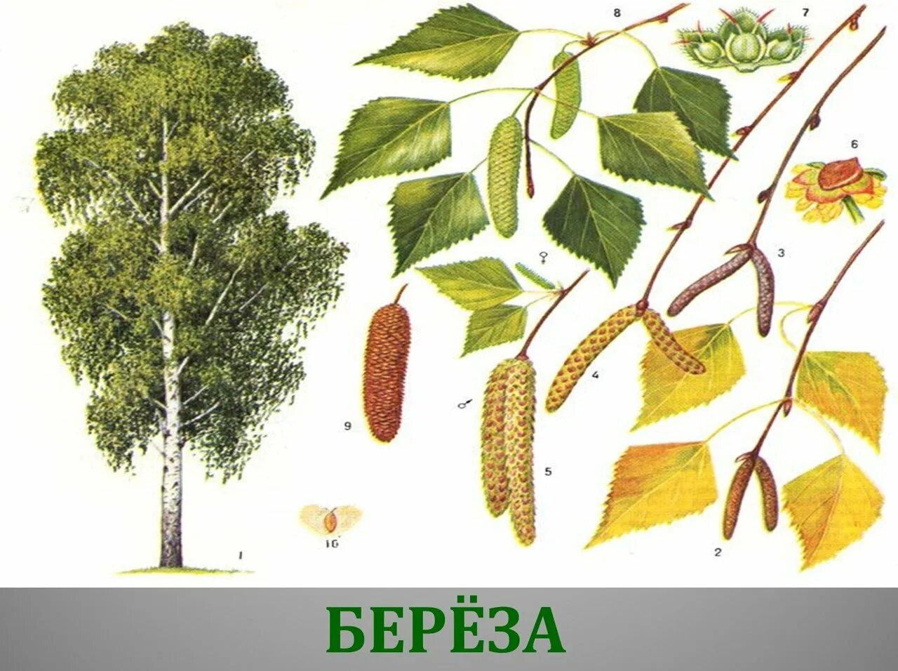 Какие плоды у березы. Береза повислая плод. Тополь черный осокорь листья. Дерево осина и береза. Осина сосна дуб, береза Тополь.