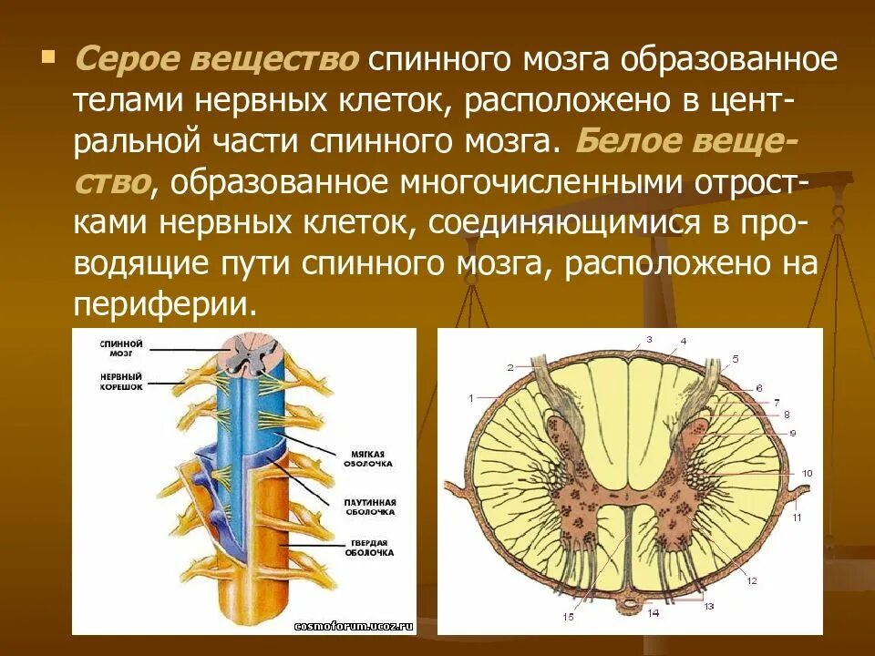 Строение функции серого вещества. Серое вещество анатомия. серое и белое вещество спинного мозга. строение серого вещества спинного мозга анатомия. строение белого вещества спинного мозга.