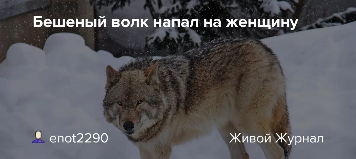 К чему снятся волки. Видеть во сне волка. К чему снятся волки. Волк во сне к чему снится. Волчий оскал с надписью.
