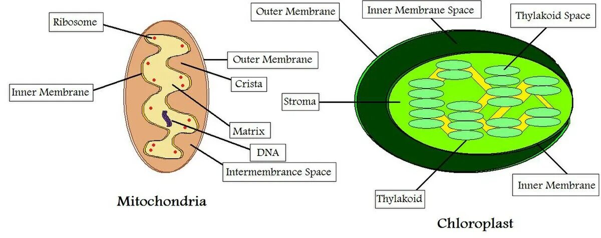Митохондрия микротрубочка хлоропласт. Митохондрии и хлоропласты. Фотосинтез в митохондриях. Митохондрия похожа на хлоропласт. Размеры митохондрий и хлоропластов.