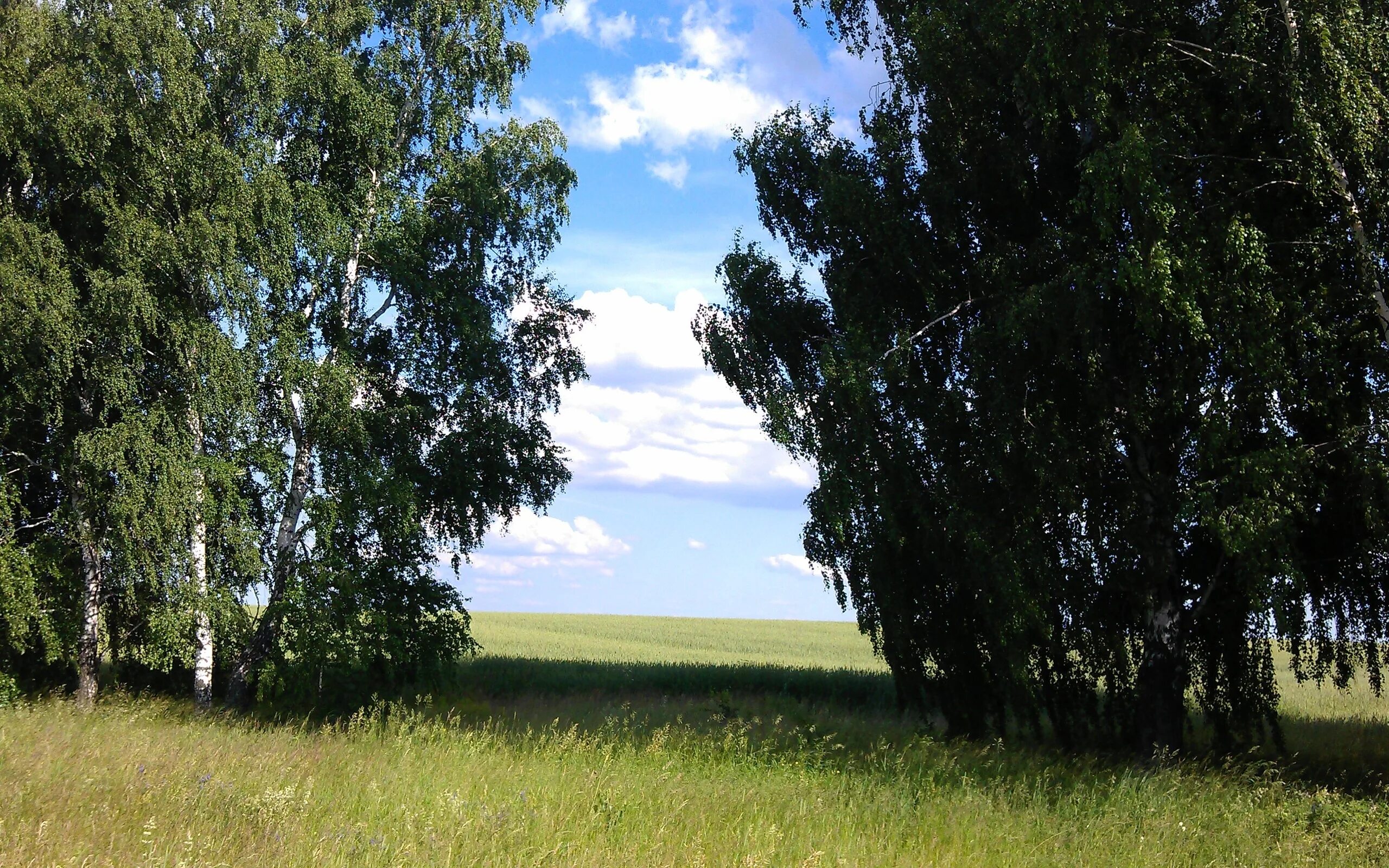 Береза в поле. Природа березы поле. Поле березы лето. Береза летом. Едем в березку