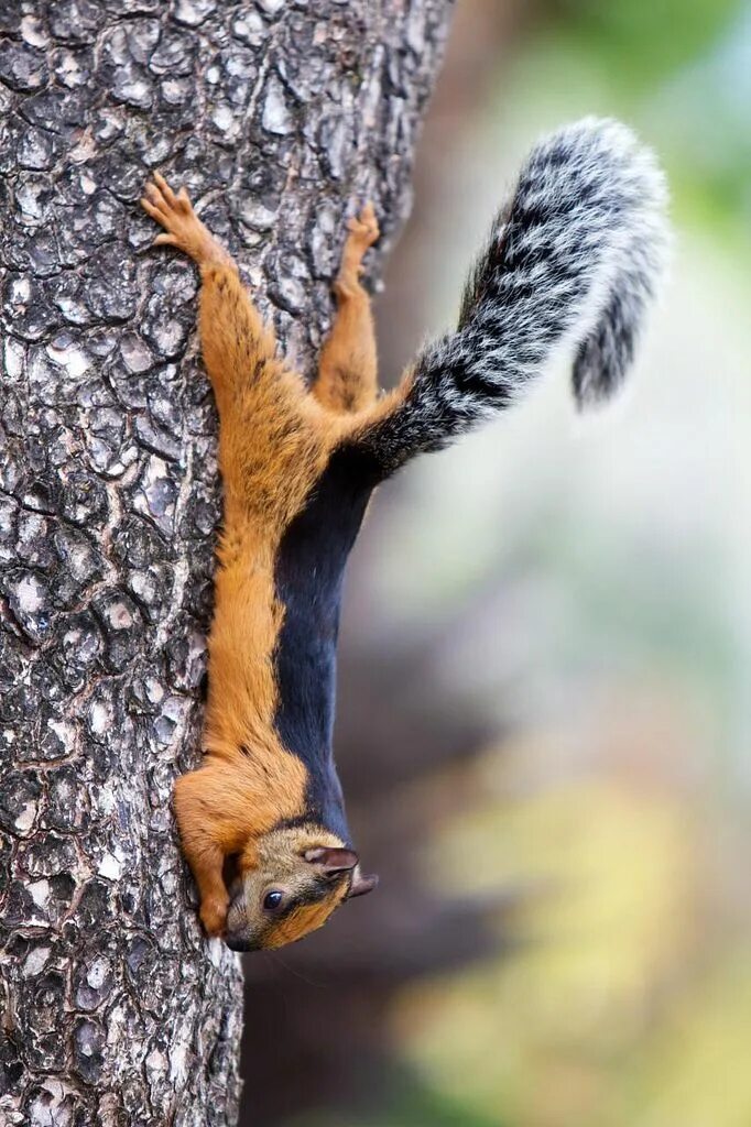 Пестрая белка. Белка Стейнджера. Sciurus VARIEGATOIDES. Индонезийская белка Превоста. Пёстрая белка.