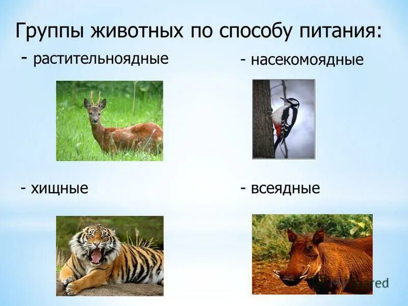 Плотоядно растительноядные