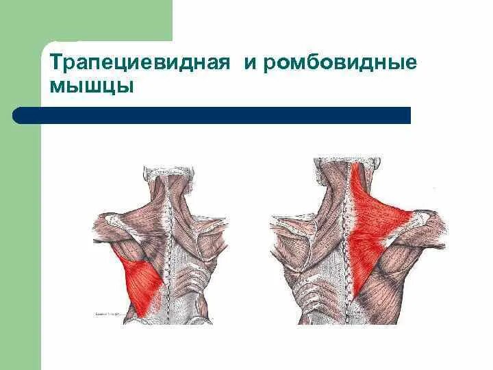 Трапециевидная функция. Большая и малая ромбовидные мышцы спины. Малая ромбовидная мышцы спины и шеи. Ромбовидная мышца спины функции. Трапециевидная мышца спины функции.