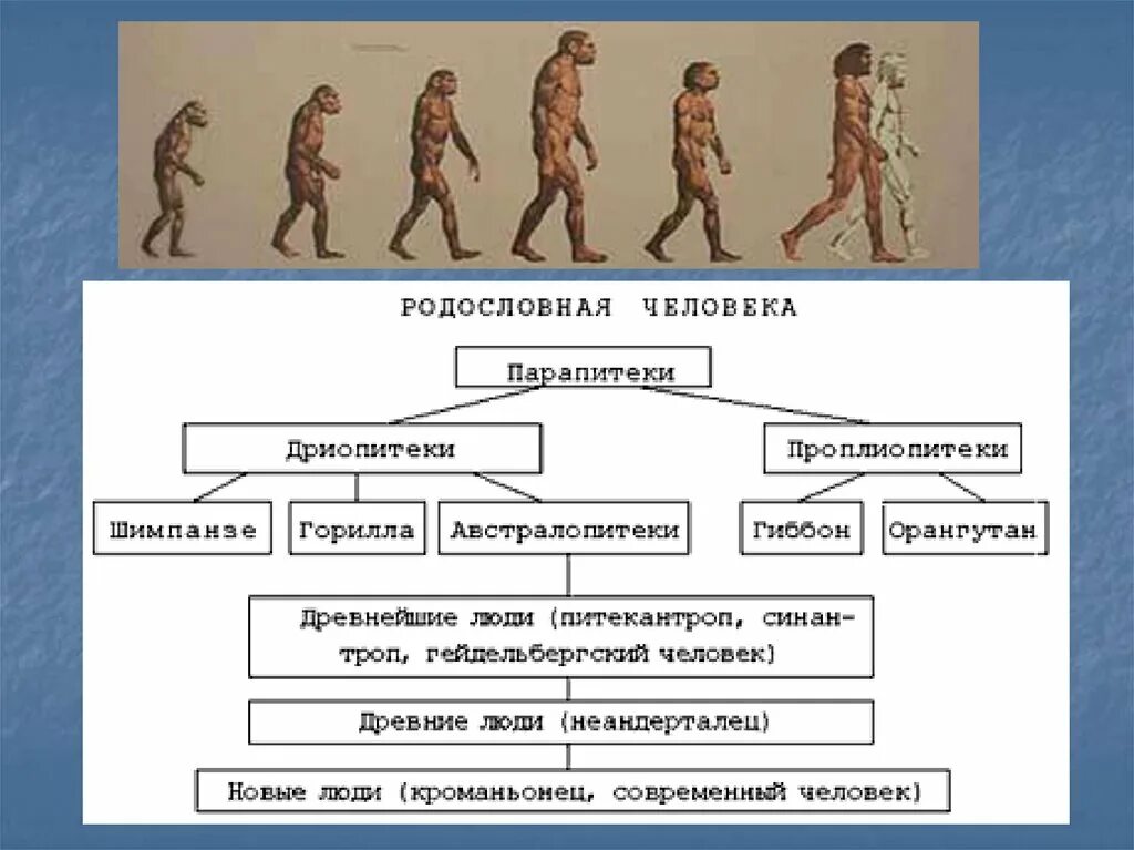 Эволюционное происхождение человека 9 класс биология