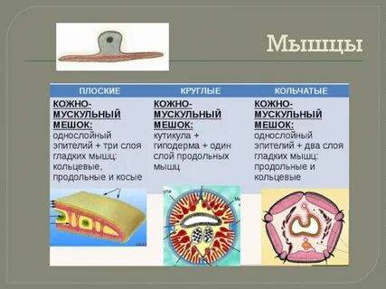 Кожно мускульный мешок это совокупность