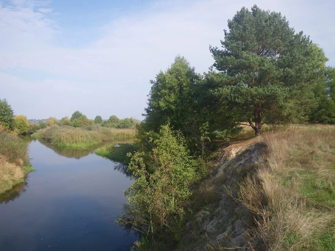 растения и животные реки ипуть