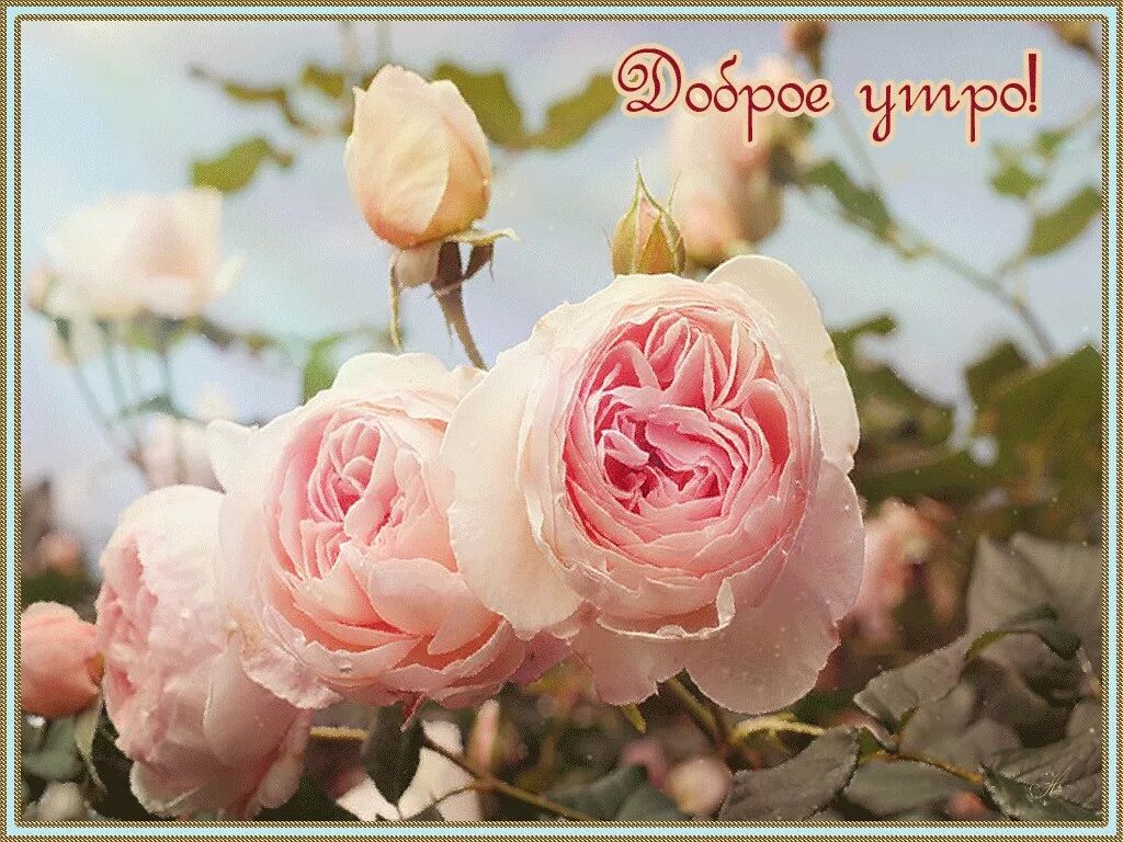Доброе утро картинки с розами и надписями. Доброе утро цветы. С добрым утром цветы. Доброе утро розы. Доброе утро с цветами.