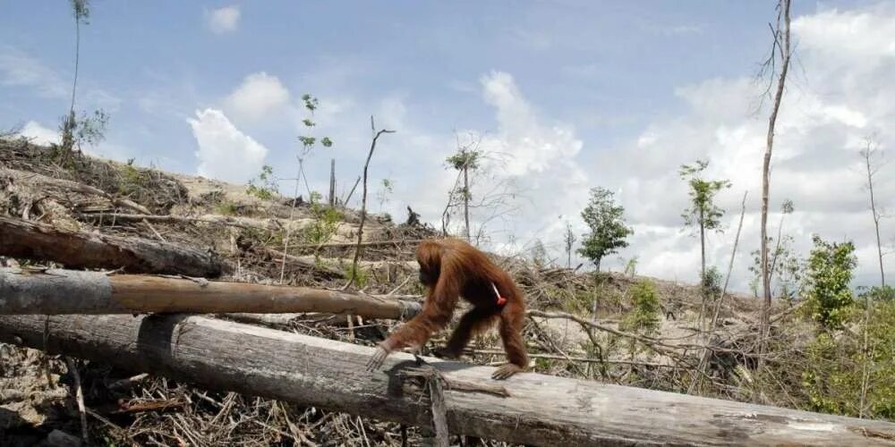 Destroy wildlife. Loss of natural Habitats. Habitat Destruction. Habitat loss. Животных разрушили.