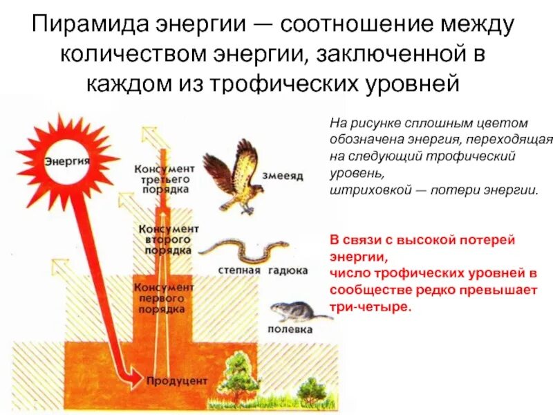 Второй трофический уровень образуют. Трофические уровни пищевой цепи. Трофические связи и экологические пирамиды. Трофический уровень экологической пирамиды. Трофические уровни энергия.