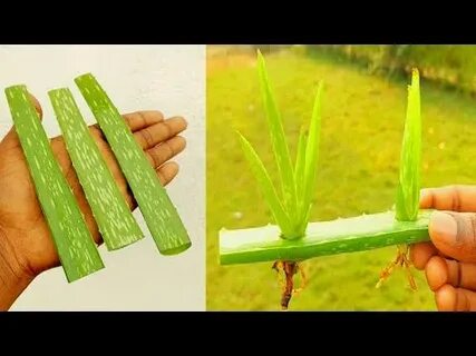 Try plant