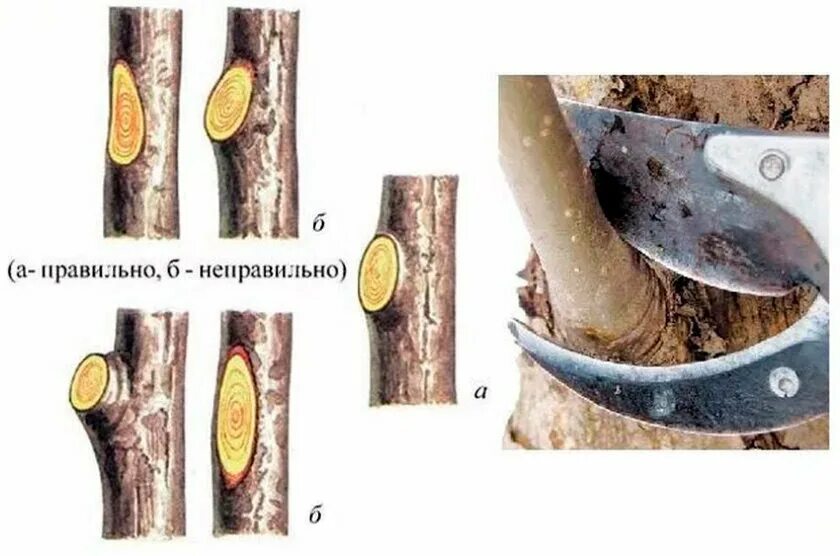 Срез на кольцо. Спил веток плодовых деревьев на кольцо. Правильный срез веток на яблоне. Обрезка яблони на кольцо. Срез ствола яблони.