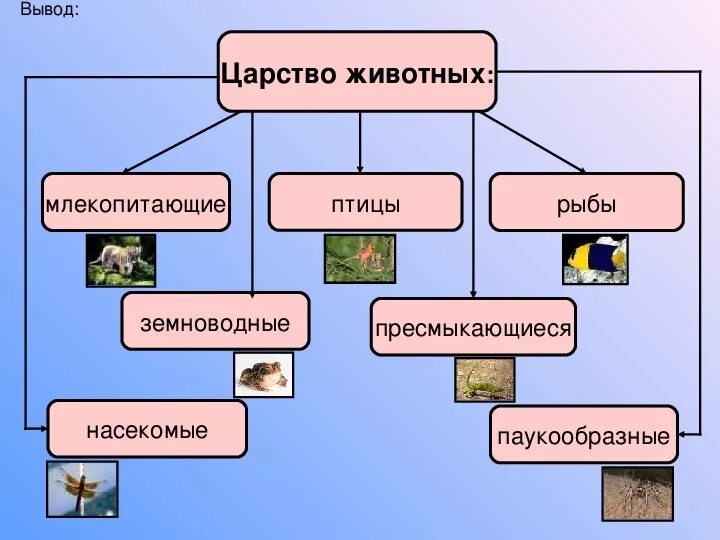 Основные группы царства. В царстве животных. Царство животные классификация. Как называется царство животных. Классификационные группы животных.