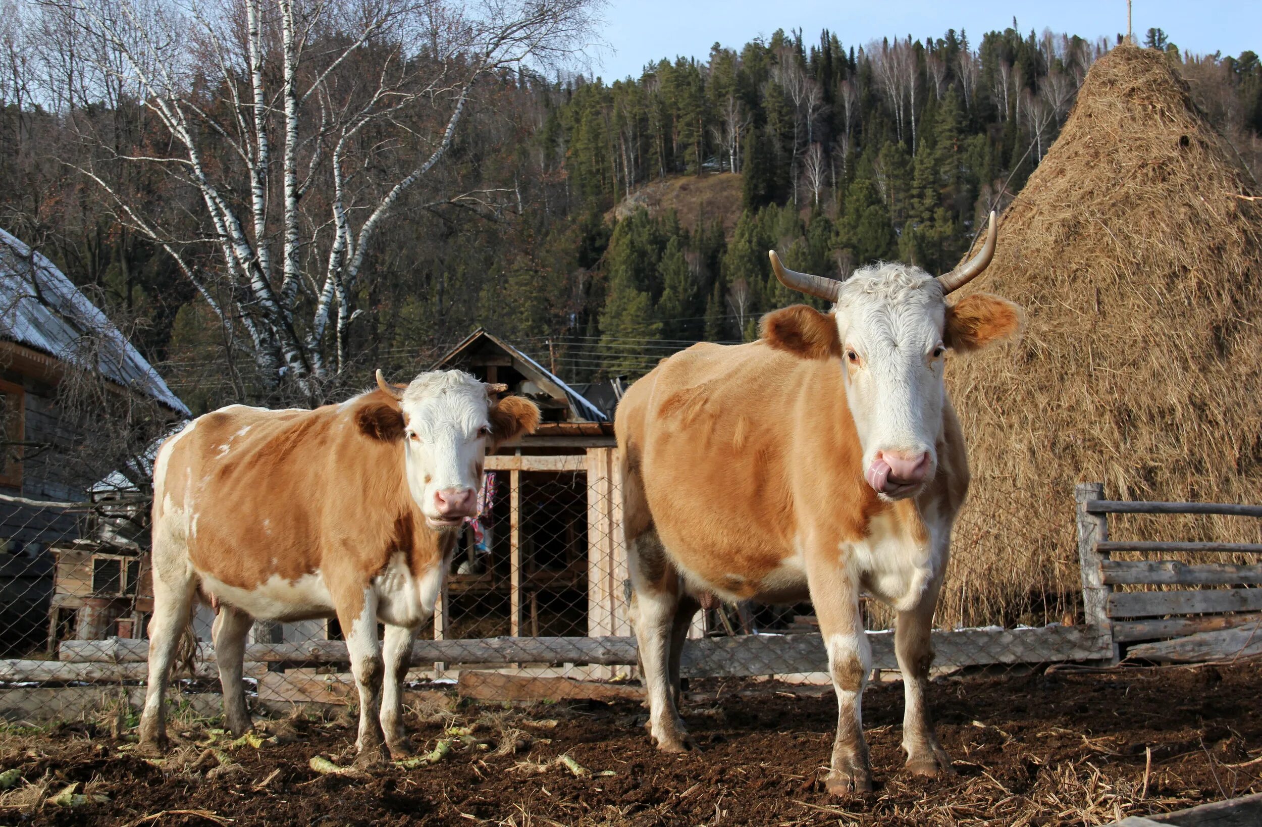Алтайская корова купить. Коровы на Алтае. Животные Алтая коровы. Алтайская порода коров. Алтайские телята.