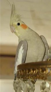 Корелла джин