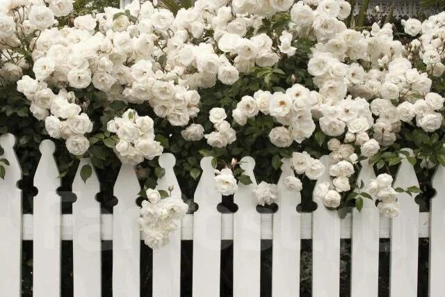 Plant Styles: Traditional vs Contemporary Plants Traditional garden, Traditional